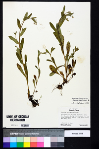 Myosotis macrosperma image