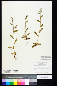 Myosotis macrosperma image