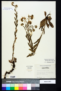 Onosmodium virginianum image