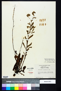 Onosmodium virginianum image