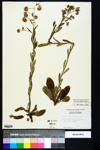 Onosmodium virginianum image