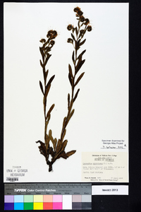 Onosmodium virginianum image