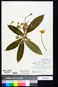 Clerodendrum indicum image