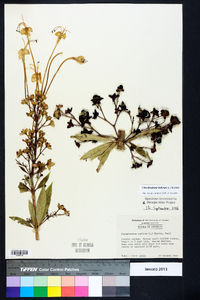 Clerodendrum indicum image