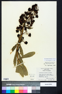 Clerodendrum indicum image