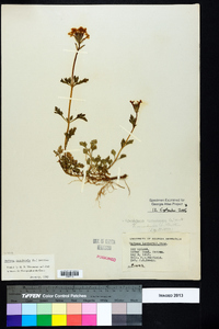 Glandularia canadensis image