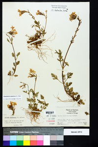 Glandularia canadensis image