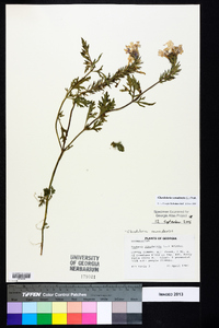 Glandularia canadensis image