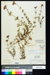 Glandularia pulchella image