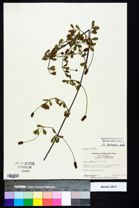 Phyla nodiflora image