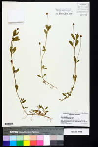 Phyla nodiflora image