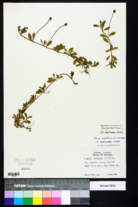 Phyla nodiflora image