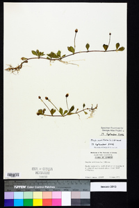 Phyla nodiflora image