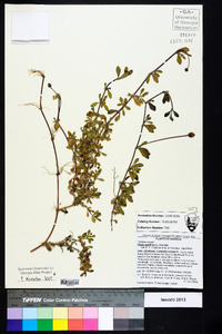 Phyla nodiflora image