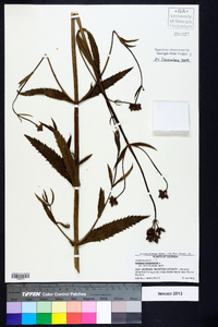 Verbena bonariensis image