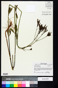 Verbena bonariensis image