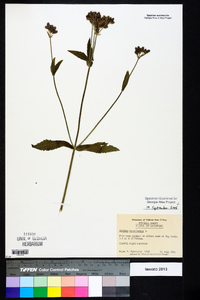 Verbena bonariensis image