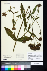 Verbena bonariensis image