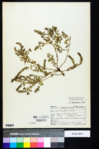 Verbena bracteata image