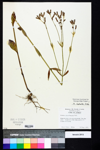 Verbena brasiliensis image