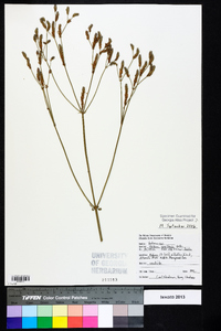 Verbena brasiliensis image