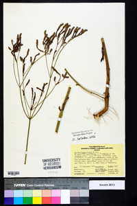 Verbena brasiliensis image