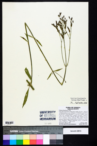 Verbena brasiliensis image