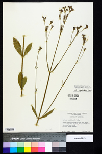 Verbena brasiliensis image