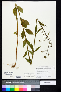 Verbena brasiliensis image