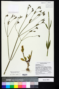 Verbena brasiliensis image