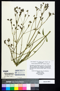 Verbena brasiliensis image