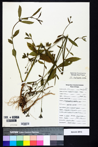 Verbena brasiliensis image