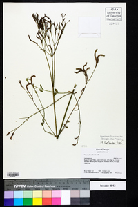 Verbena brasiliensis image