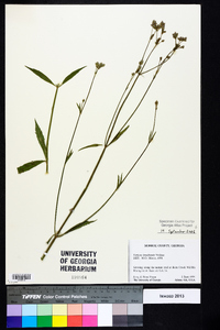 Verbena brasiliensis image