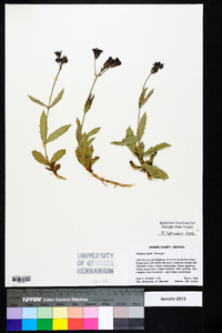 Verbena rigida image