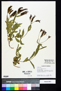 Verbena rigida image