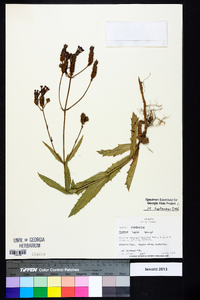 Verbena rigida image