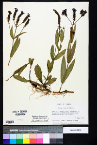 Verbena rigida image