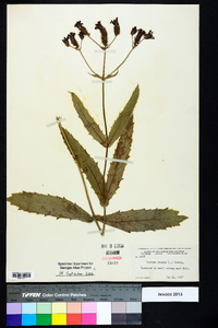 Verbena rigida image