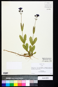 Verbena rigida image