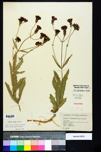 Verbena rigida image