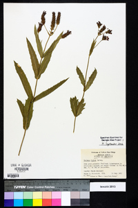 Verbena rigida image