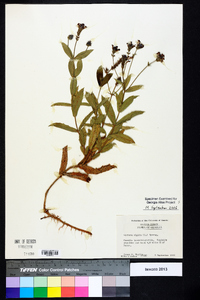 Verbena rigida image