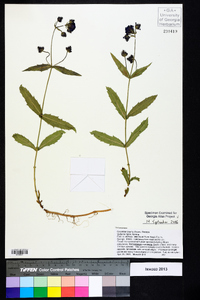 Verbena rigida image