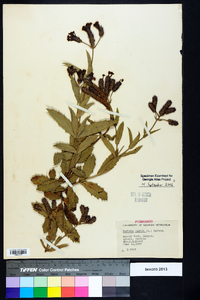 Verbena rigida image