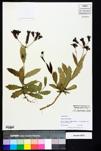 Verbena rigida image