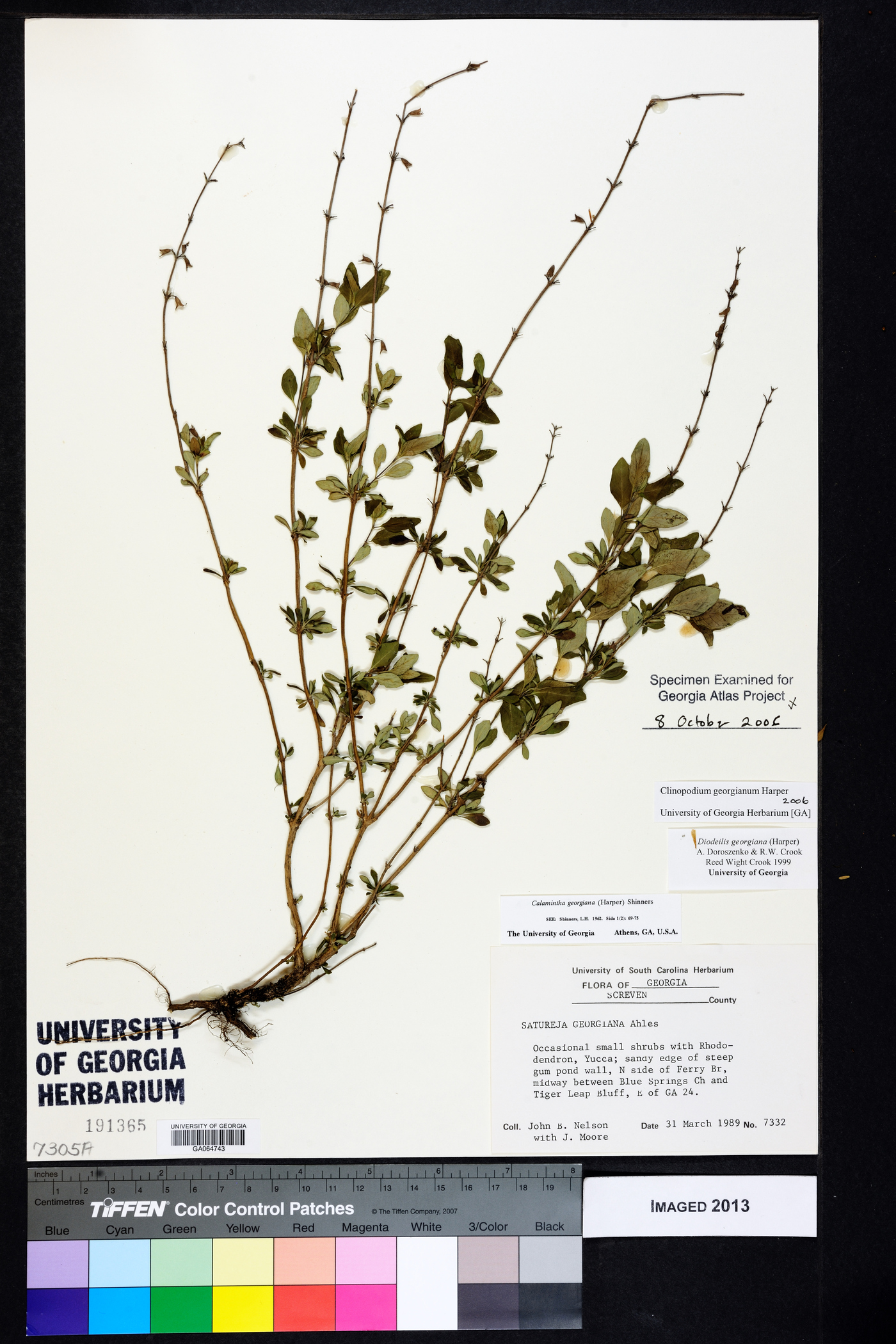 Clinopodium georgianum image