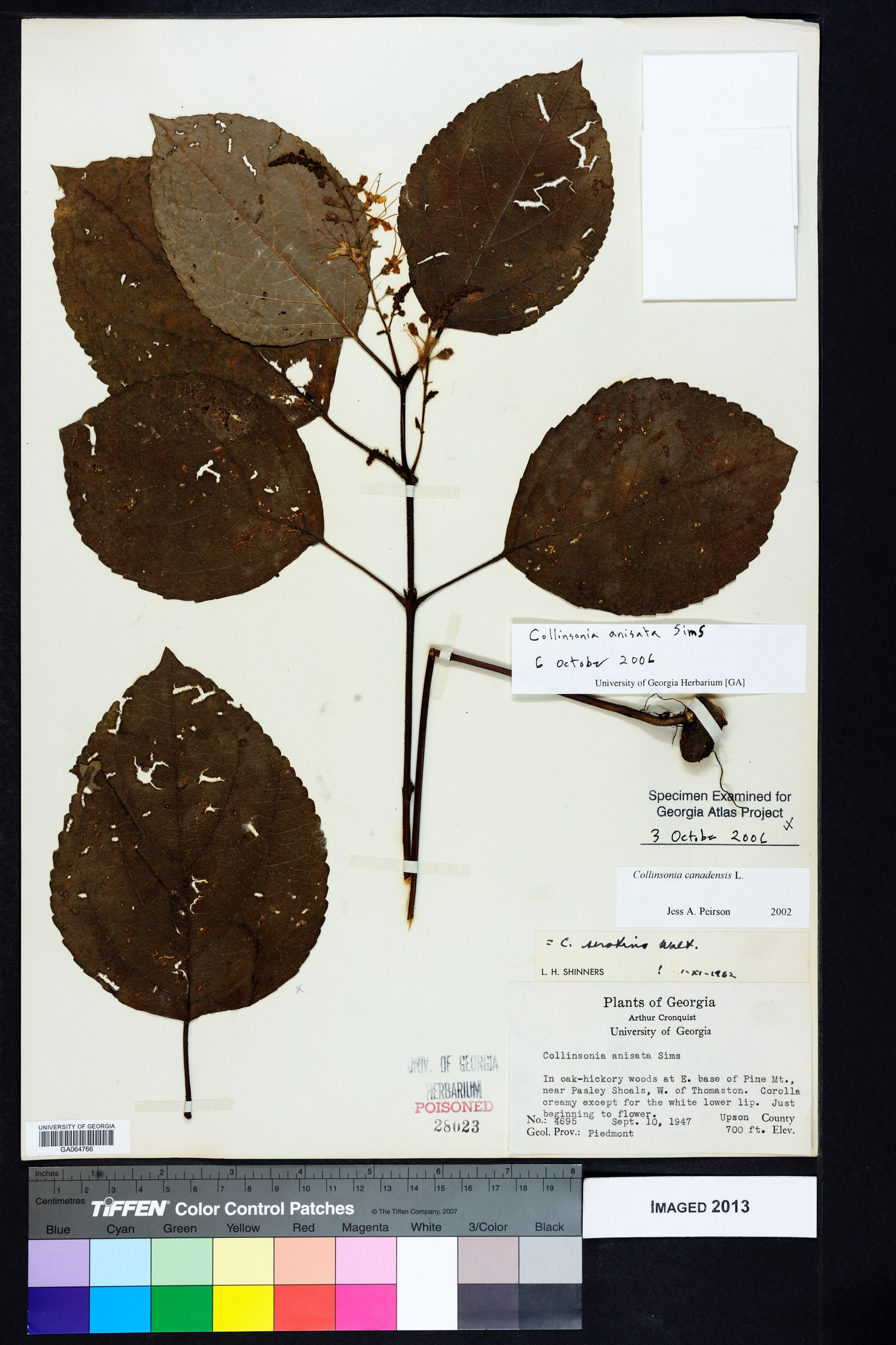 Collinsonia anisata image
