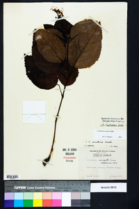 Collinsonia anisata image