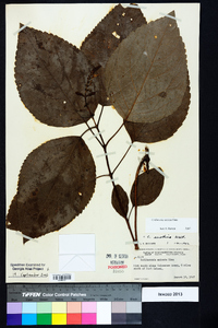 Collinsonia anisata image